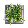 Box 25 - anthracite - 25x25 cm