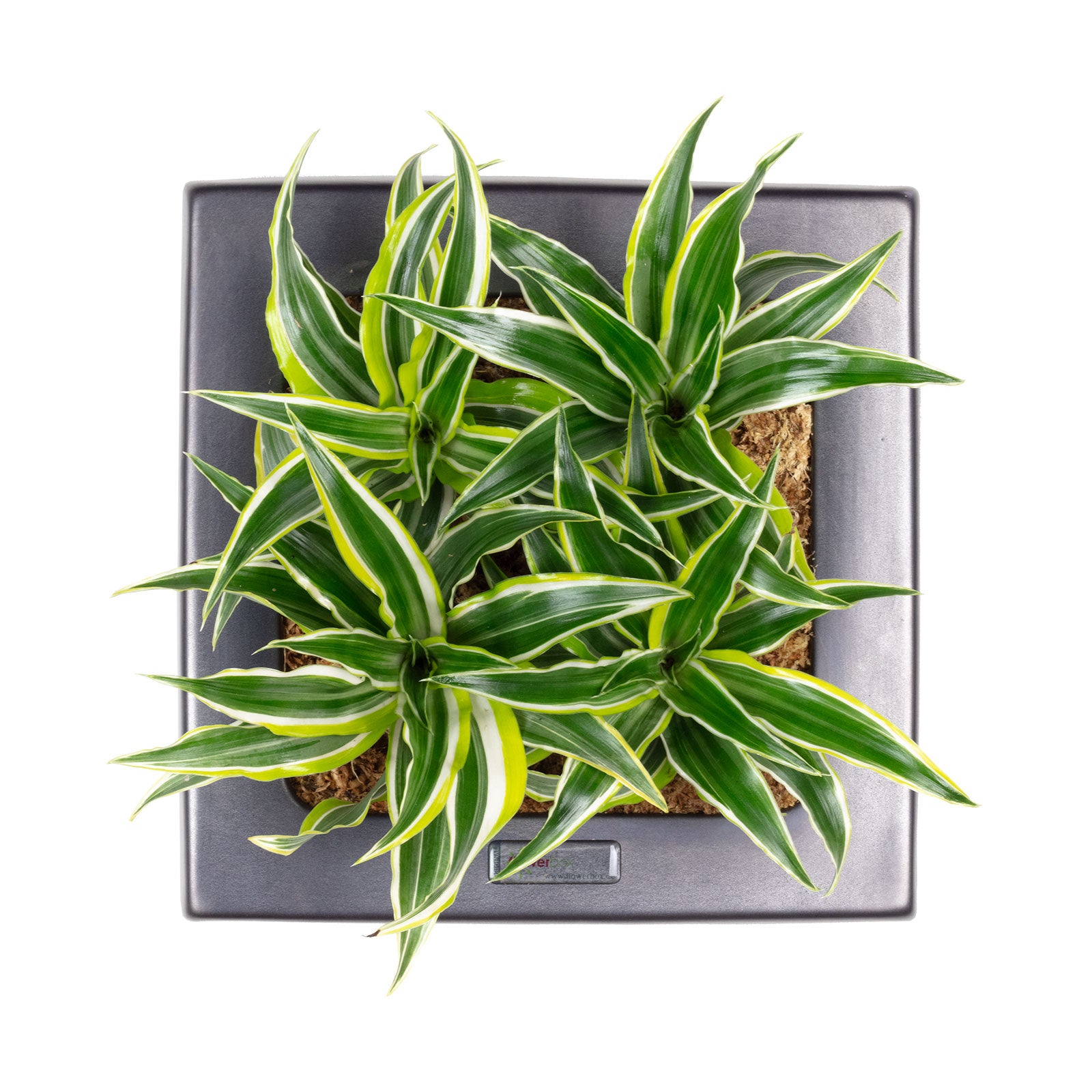 Box 25 - anthrazit - 25x25 cm