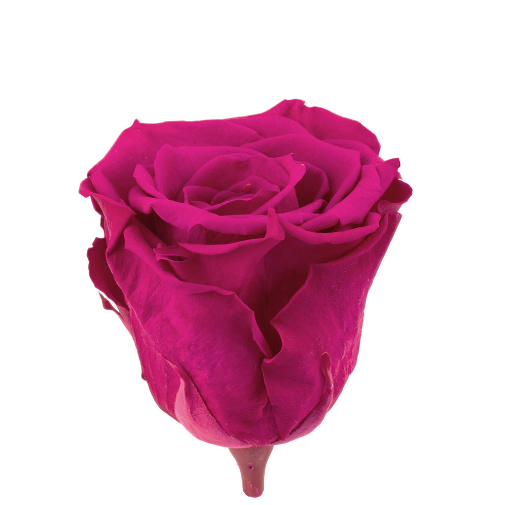 6er-Pack Infinity-Bloom Rosenköpfe XL - berry - Kopf-Ø ca. 6,5 cm