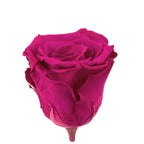 6er-Pack Infinity-Bloom Rosenköpfe XL - berry - Kopf-Ø ca. 6,5 cm