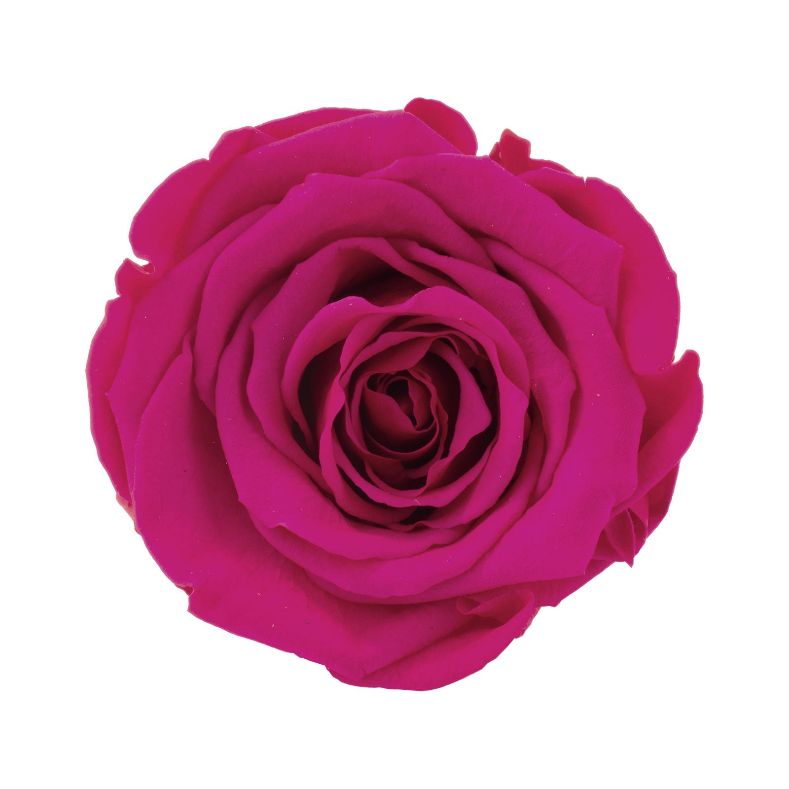 6er-Pack Infinity-Bloom Rosenköpfe XL - berry - Kopf-Ø ca. 6,5 cm