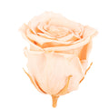 Pack of 6 Infinity-Bloom rose heads XL - rosé - head diameter approx. 6.5 cm