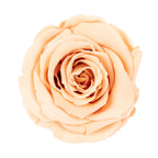 6er-Pack Infinity-Bloom Rosenköpfe XL - rosé - Kopf-Ø ca. 6,5 cm