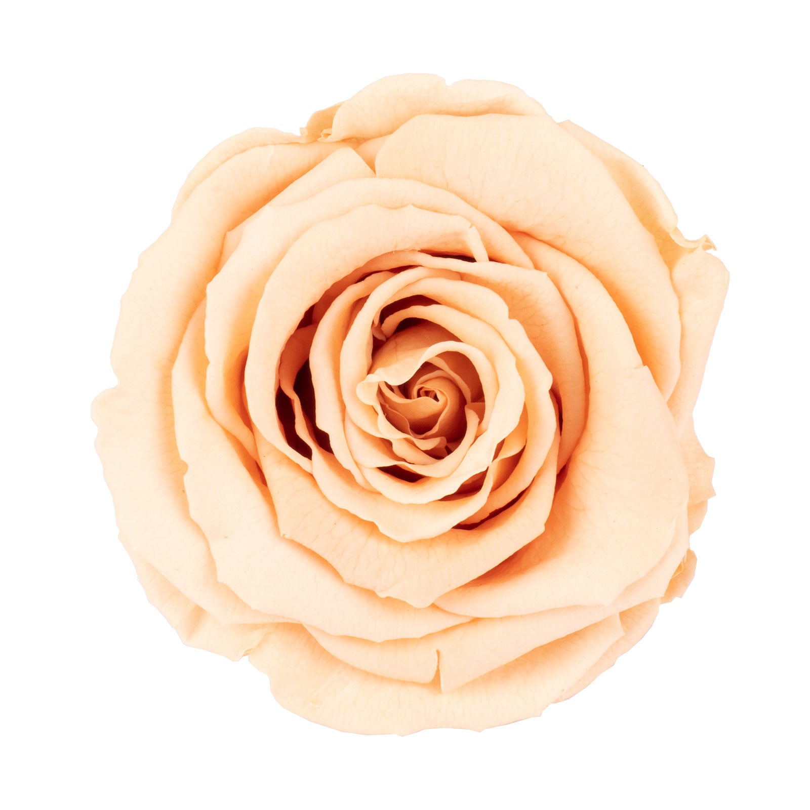 6er-Pack Infinity-Bloom Rosenköpfe XL - rosé - Kopf-Ø ca. 6,5 cm