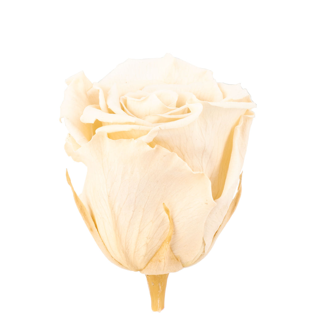 6er-Pack Infinity-Bloom Rosenköpfe XL - champagne - Kopf-Ø ca. 6,5 cm