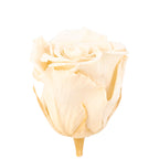 6er-Pack Infinity-Bloom Rosenköpfe XL - champagne - Kopf-Ø ca. 6,5 cm