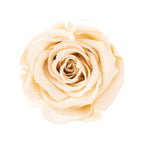 6er-Pack Infinity-Bloom Rosenköpfe XL - champagne - Kopf-Ø ca. 6,5 cm