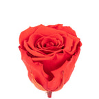 6er-Pack Infinity-Bloom Rosenköpfe XL - light red - Kopf-Ø ca. 6,5 cm