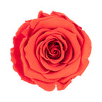 6er-Pack Infinity-Bloom Rosenköpfe XL - light red - Kopf-Ø ca. 6,5 cm