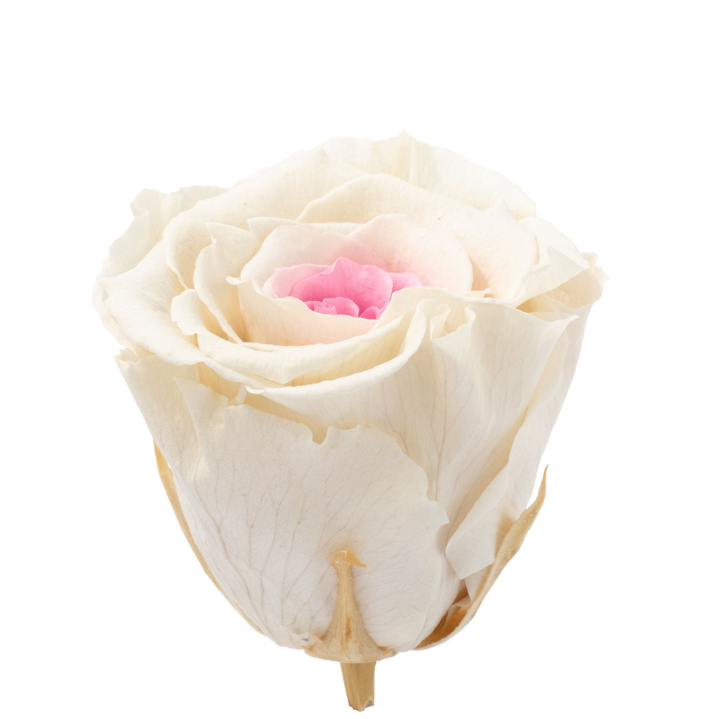 6er-Pack Infinity-Bloom Rosenköpfe XL - white pink - Kopf-Ø ca. 6,5 cm