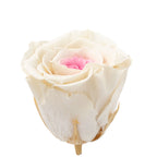 6er-Pack Infinity-Bloom Rosenköpfe XL - white pink - Kopf-Ø ca. 6,5 cm