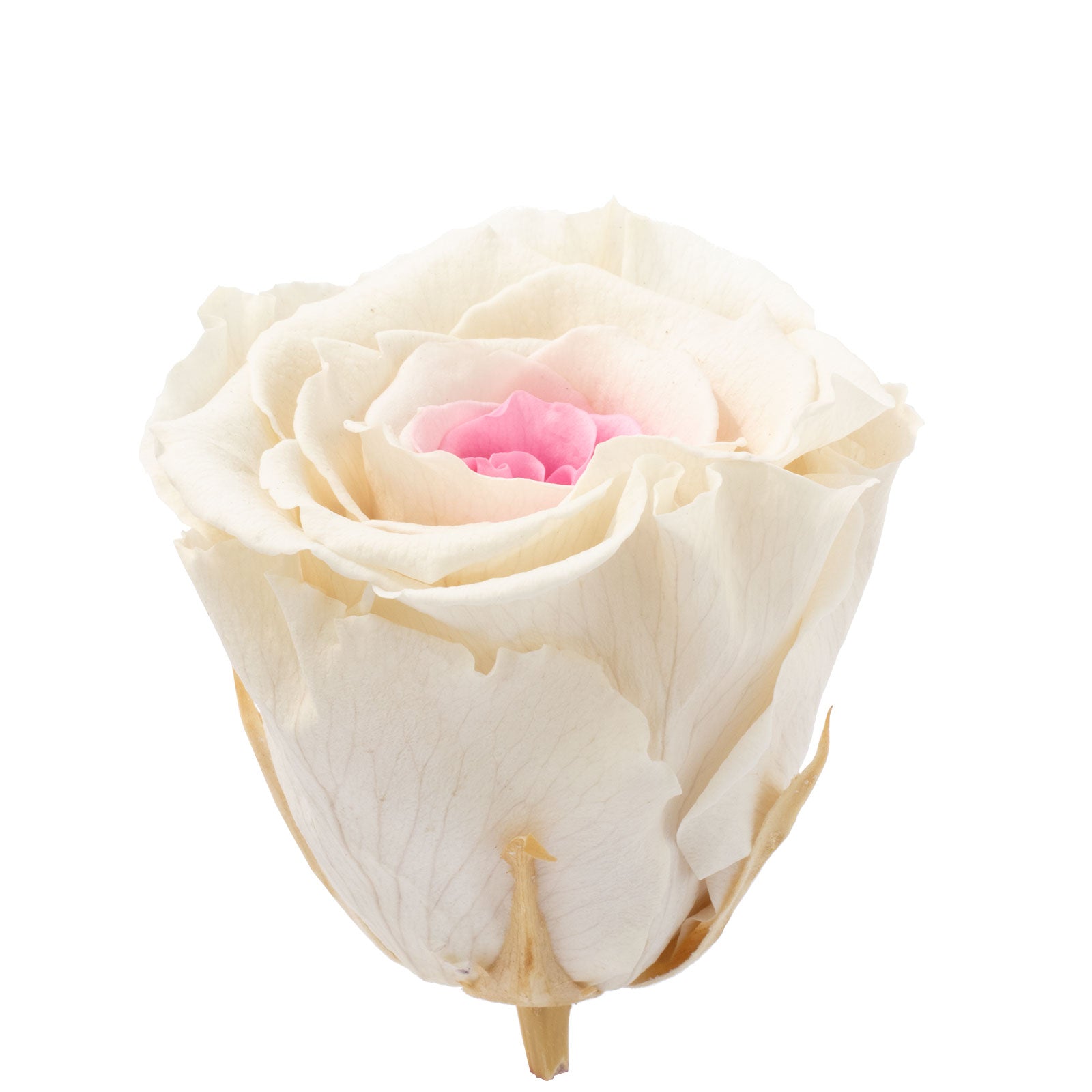 6er-Pack Infinity-Bloom Rosenköpfe XL - white pink - Kopf-Ø ca. 6,5 cm