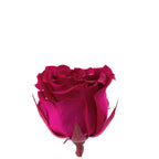 12er-Pack Infinity-Bloom Rosenköpfe MINI - berry - Kopf-Ø ca. 3,5 cm