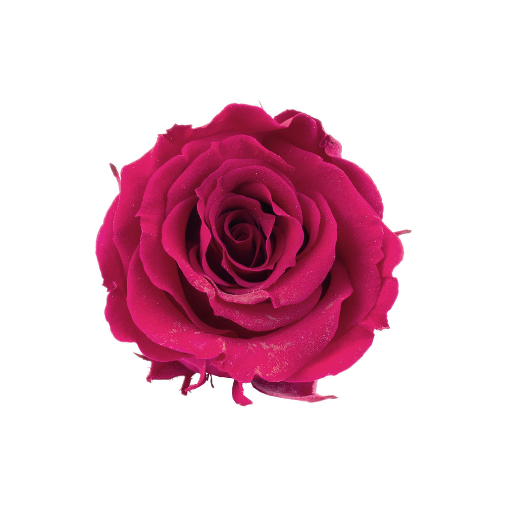 12er-Pack Infinity-Bloom Rosenköpfe MINI - berry - Kopf-Ø ca. 3,5 cm