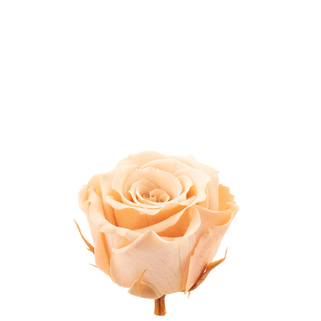 12er-Pack Infinity-Bloom Rosenköpfe MINI - rosé - Kopf-Ø ca. 3,5 cm