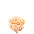 12er-Pack Infinity-Bloom Rosenköpfe MINI - rosé - Kopf-Ø ca. 3,5 cm