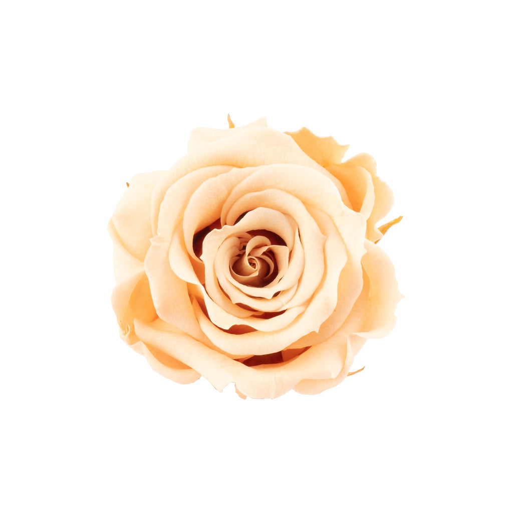 12er-Pack Infinity-Bloom Rosenköpfe MINI - rosé - Kopf-Ø ca. 3,5 cm