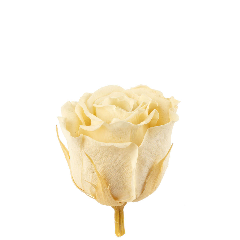 12er-Pack Infinity-Bloom Rosenköpfe MINI - champagne - Kopf-Ø ca. 3,5 cm