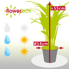 Goldfruchtpalme - Areca Dypsis Lutescens - Höhe ca. 55 cm, Topf-Ø 14 cm