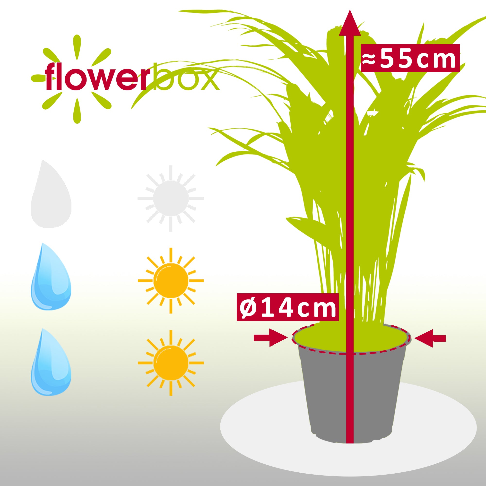 Goldfruchtpalme - Areca Dypsis Lutescens - Höhe ca. 55 cm, Topf-Ø 14 cm