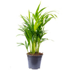 Goldfruchtpalme - Areca Dypsis Lutescens - Höhe ca. 55 cm, Topf-Ø 14 cm
