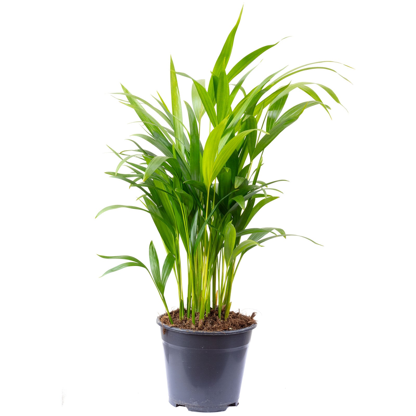 Goldfruchtpalme - Areca Dypsis Lutescens - Höhe ca. 55 cm, Topf-Ø 14 cm