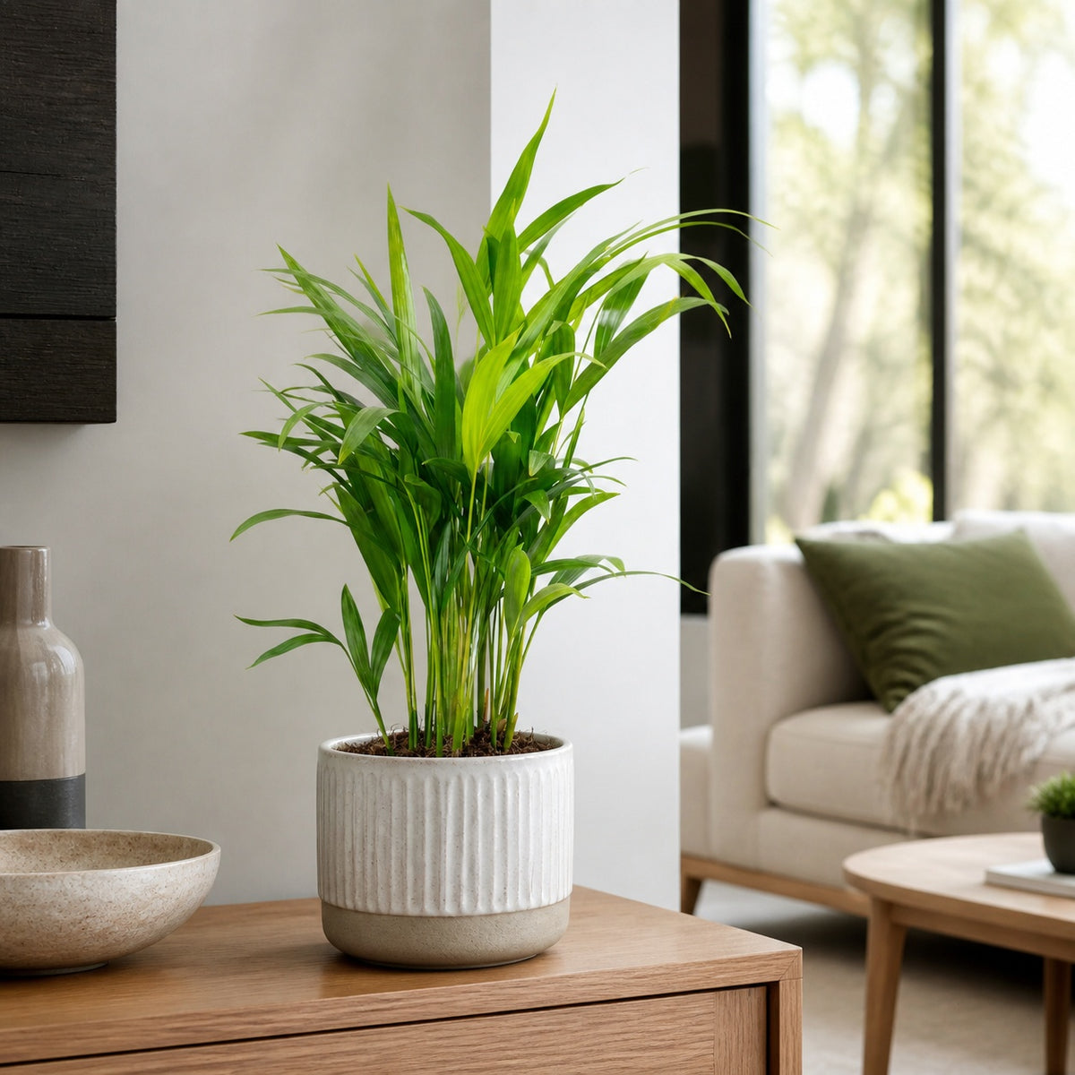 Goldfruchtpalme - Areca Dypsis Lutescens - Höhe ca. 55 cm, Topf-Ø 14 cm