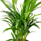 Goldfruchtpalme - Areca Dypsis Lutescens - Höhe ca. 55 cm, Topf-Ø 14 cm