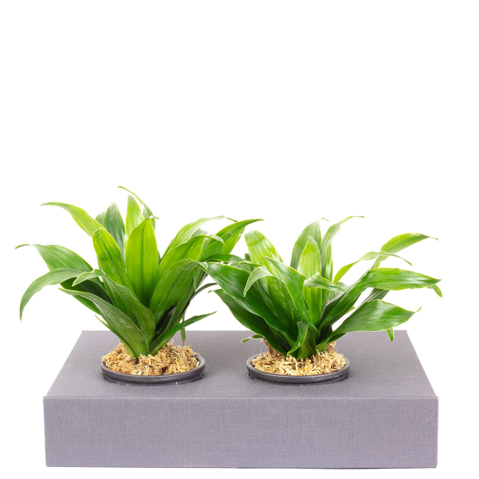 Karton-Flowerbox Sweet 2 - jeans-grau - 26x19 cm