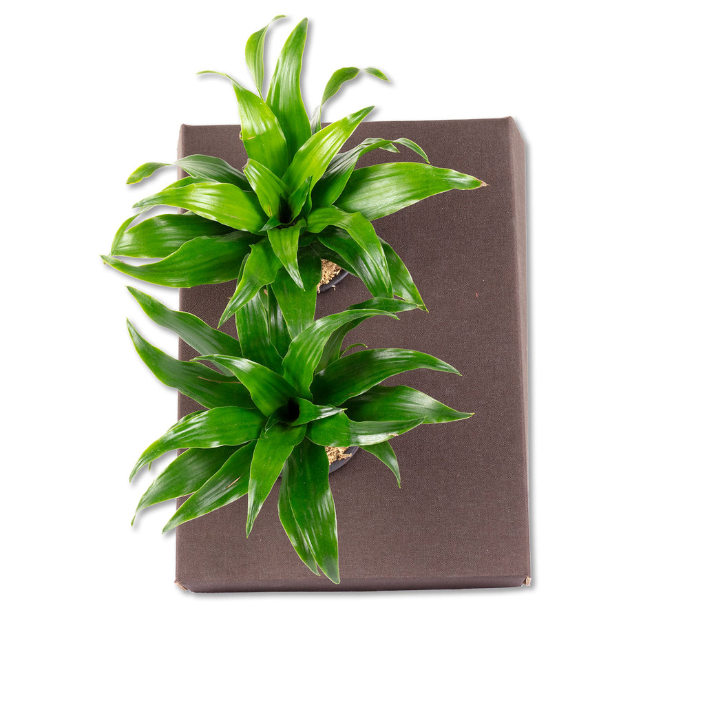 Jardinière en carton Sweet 2 - marron jean - 26 x 19 cm