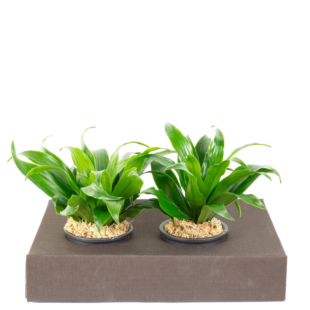 Jardinière en carton Sweet 2 - marron jean - 26 x 19 cm