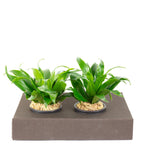 Jardinière en carton Sweet 2 - marron jean - 26 x 19 cm