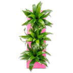 Karton-Flowerbox Sweet 3 - rosa - 36x11,5 cm
