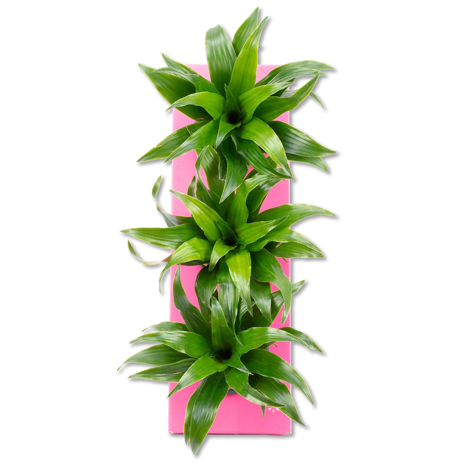 Boîte à fleurs en carton Sweet 3 - rose - 36 x 11,5 cm