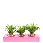 Karton-Flowerbox Sweet 3 - rosa - 36x11,5 cm