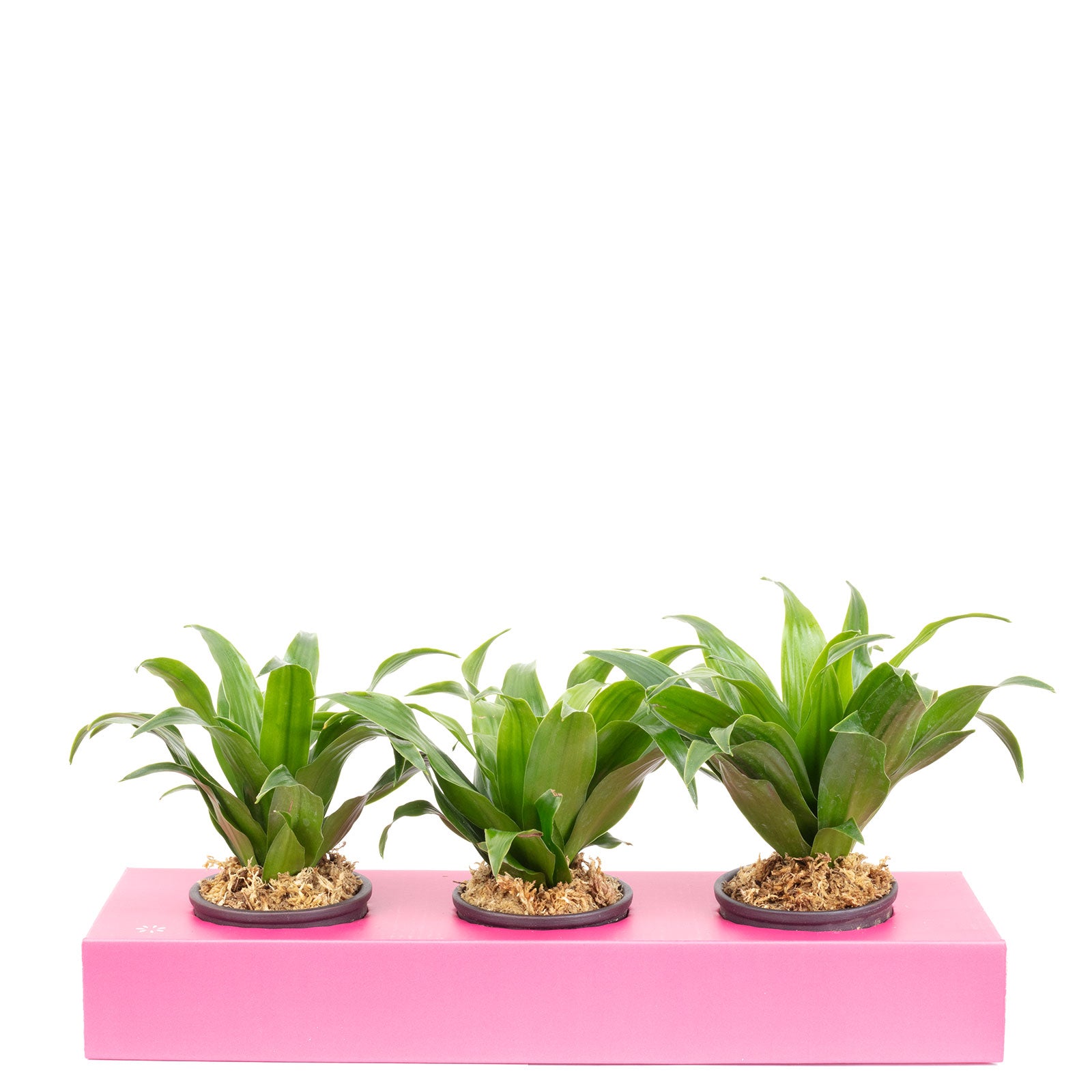 Boîte à fleurs en carton Sweet 3 - rose - 36 x 11,5 cm