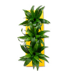 Karton-Flowerbox Sweet 3 - orange - 36x11,5 cm
