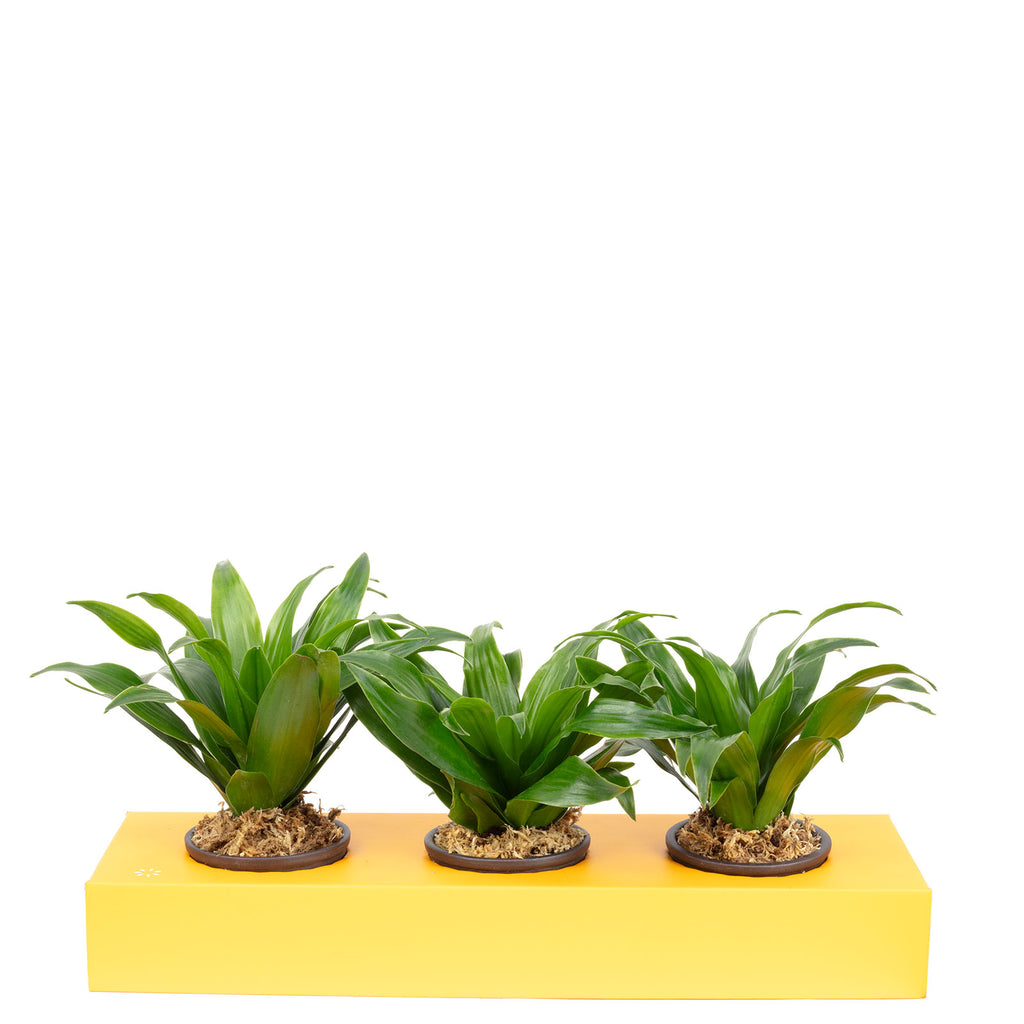 Karton-Flowerbox Sweet 3 - orange - 36x11,5 cm