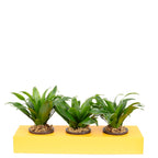 Karton-Flowerbox Sweet 3 - orange - 36x11,5 cm