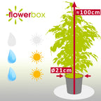 Birkenfeige - Ficus benjamini - Höhe ca. 100 cm, Topf-Ø 21 cm