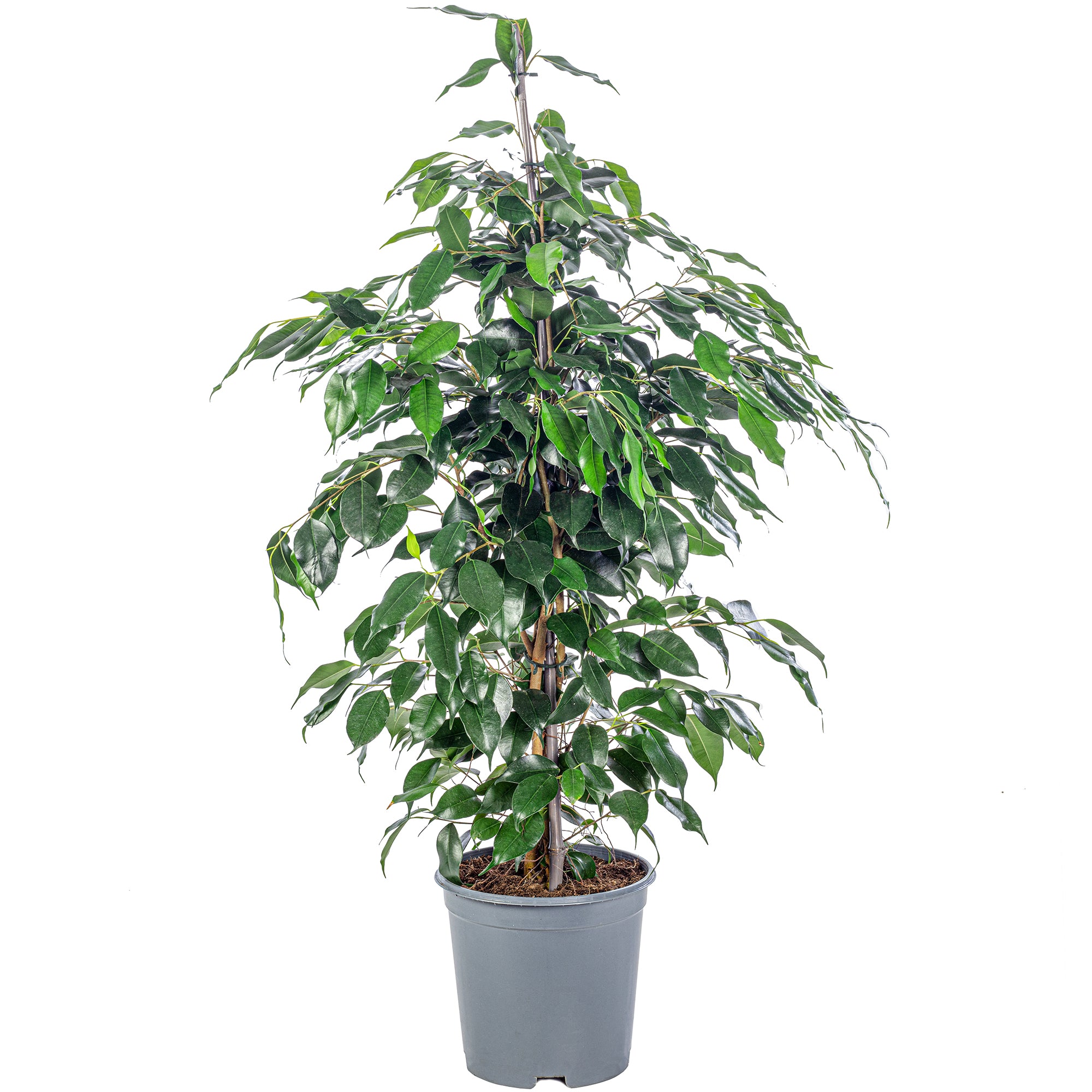 Weeping fig - Ficus benjamini - Height approx. 100 cm, pot diameter 21 cm