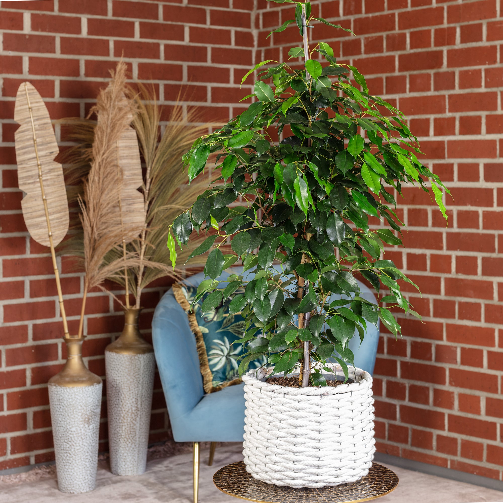 Weeping fig - Ficus benjamini - Height approx. 100 cm, pot diameter 21 cm