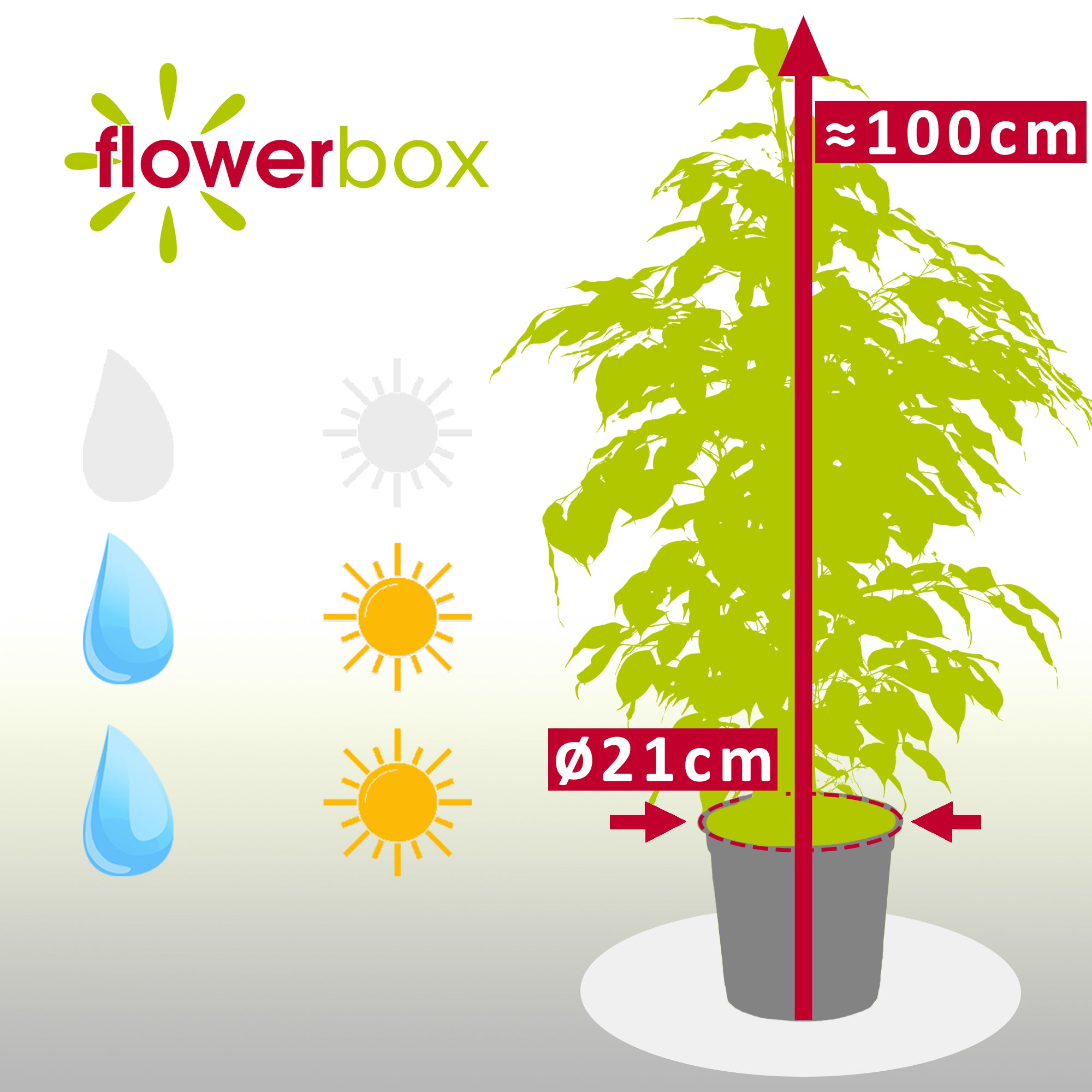 Weeping fig - Ficus benjamini - Height approx. 100 cm, pot diameter 21 cm