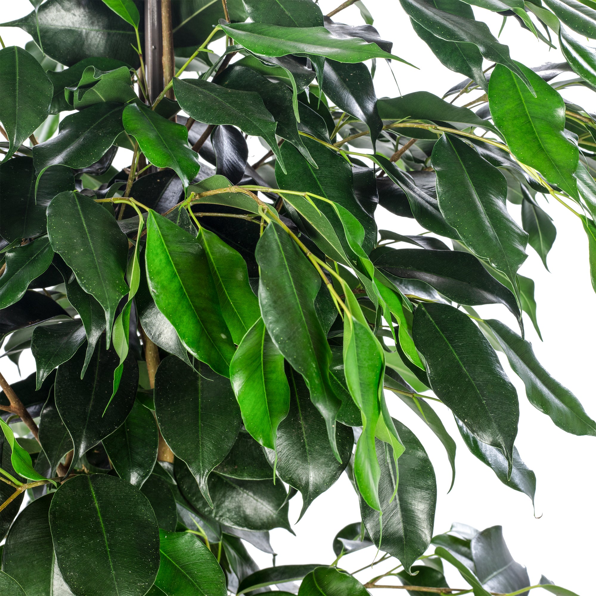 Weeping fig - Ficus benjamini - Height approx. 100 cm, pot diameter 21 cm