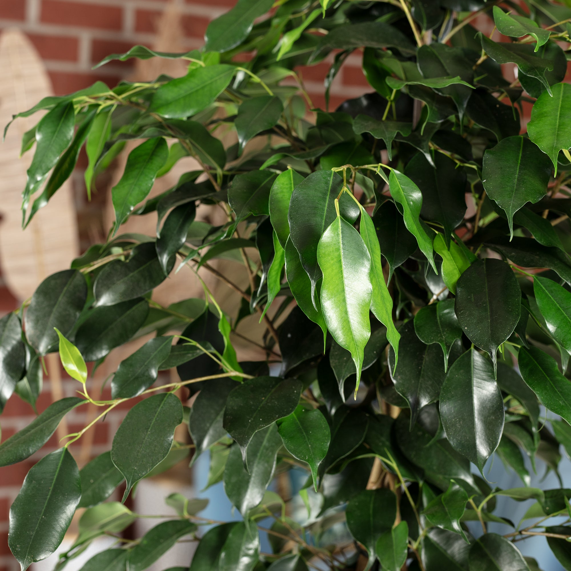 Weeping fig - Ficus benjamini - Height approx. 100 cm, pot diameter 21 cm