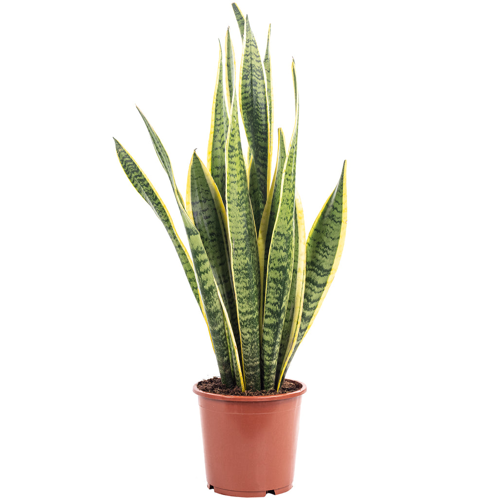 Plante serpent - Sansevieria trifasciata Laurentii - Hauteur env. 45 cm, diamètre du pot 14 cm
