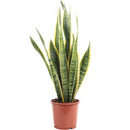 Plante serpent - Sansevieria trifasciata Laurentii - Hauteur env. 45 cm, diamètre du pot 14 cm
