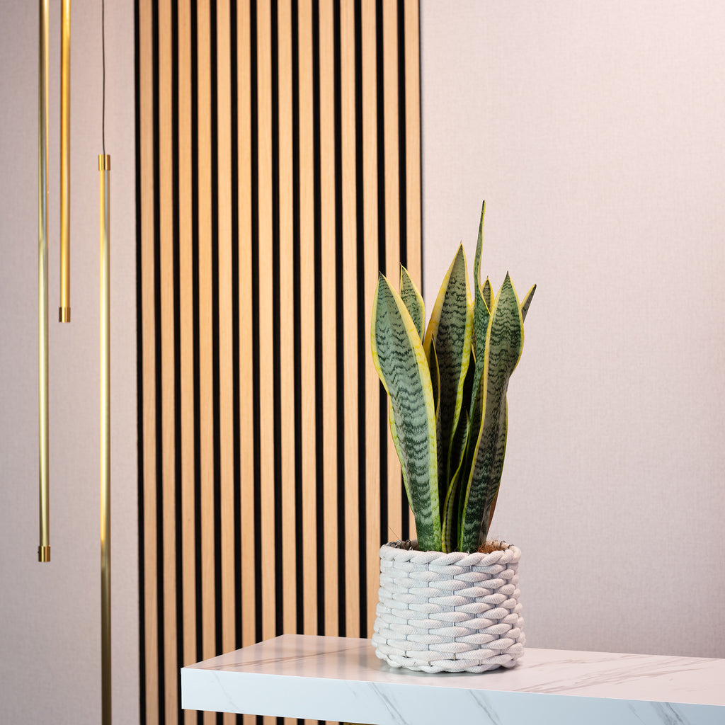 Plante serpent - Sansevieria trifasciata Laurentii - Hauteur env. 45 cm, diamètre du pot 14 cm