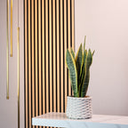 Plante serpent - Sansevieria trifasciata Laurentii - Hauteur env. 45 cm, diamètre du pot 14 cm