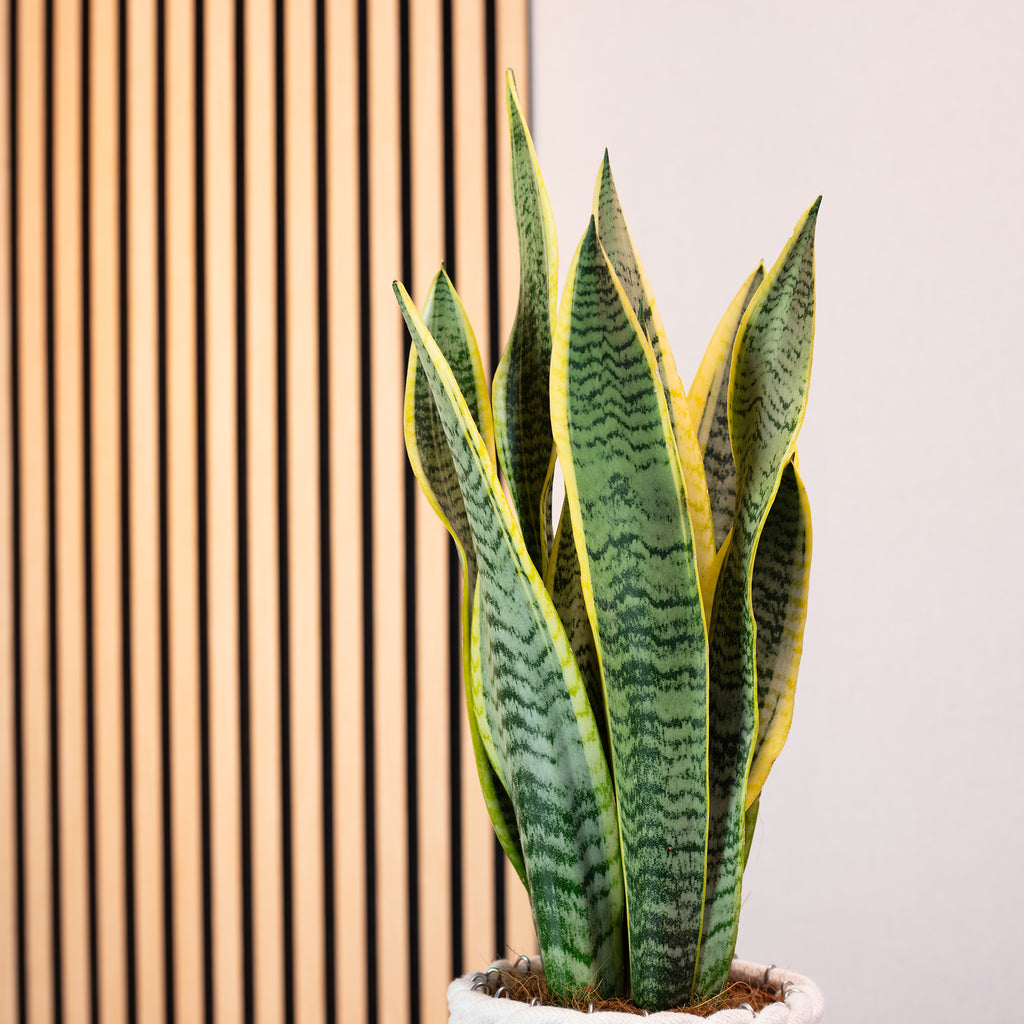 Plante serpent - Sansevieria trifasciata Laurentii - Hauteur env. 45 cm, diamètre du pot 14 cm